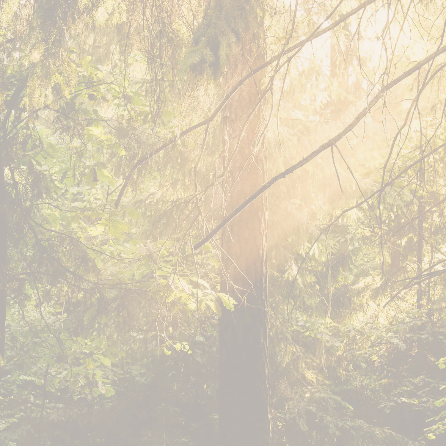 Amberwood Thumbnail1.jpg